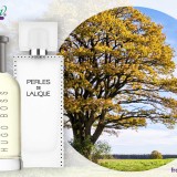 oak-perfumes